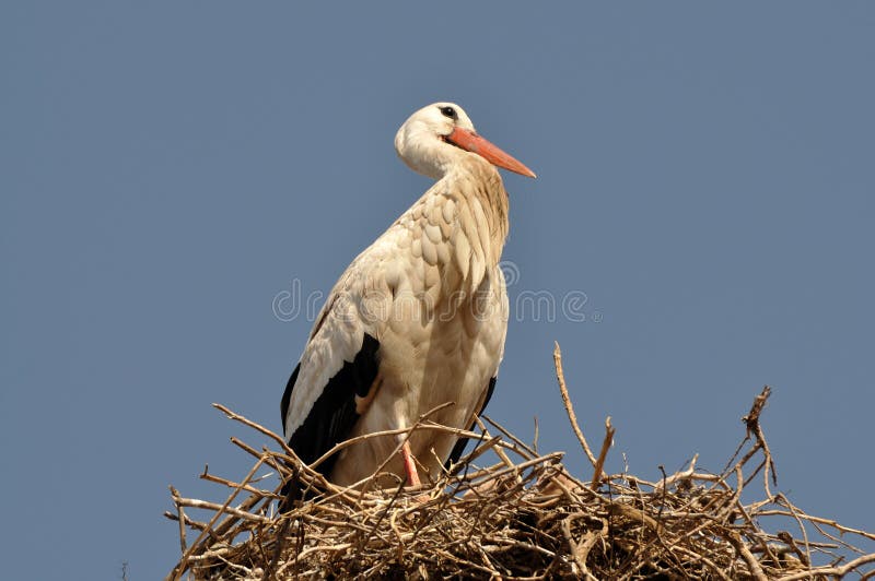 White Stork in Marrakech