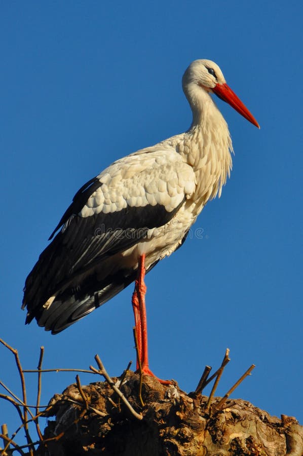 White Stork perched on top of a nest made of sticks. White Stork perched on top of a nest made of sticks.