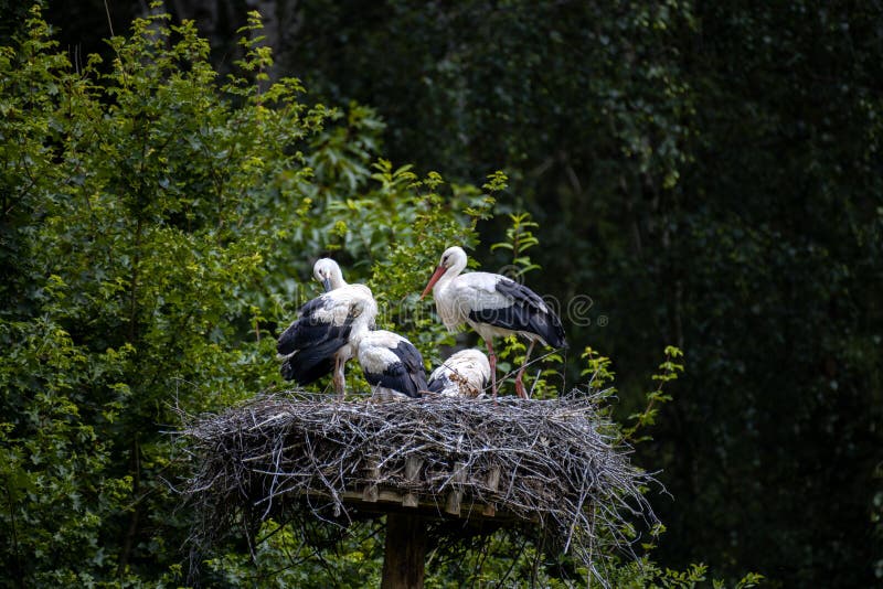 White Stork on nest (storks returning to their nests in the spring months) - together with their two baby storks