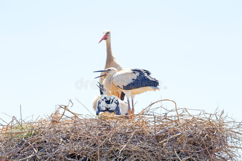 White stork with young baby storks on the nest