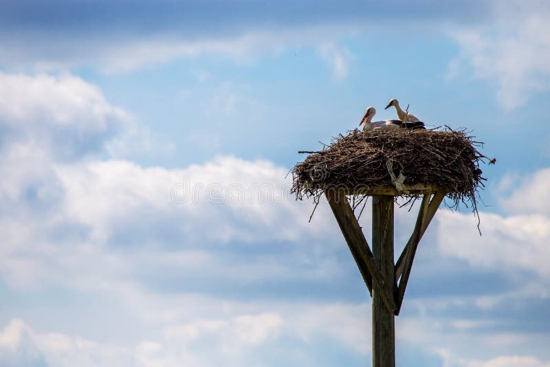 Storks baby in nest on blue sky background