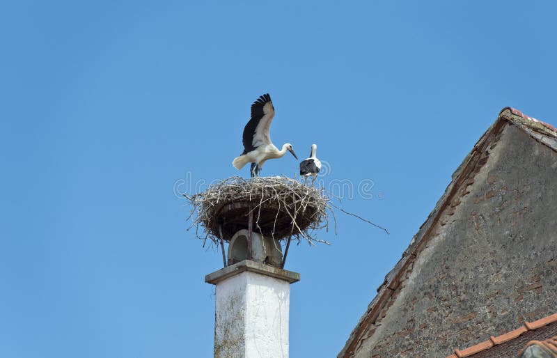 Two White storks (Ciconia ciconia) at the nest, Rust, Burgenland, Austria. Two White storks (Ciconia ciconia) at the nest, Rust, Burgenland, Austria