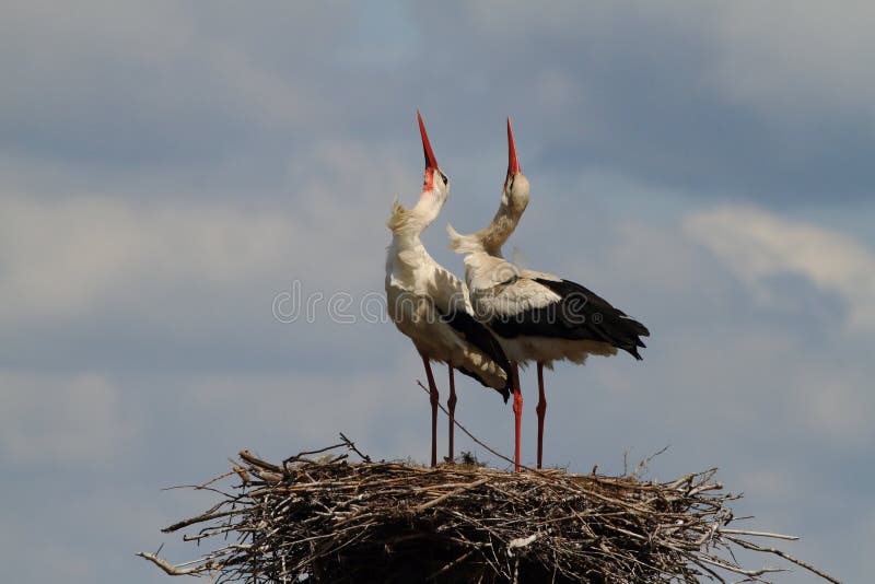 White storks dancing on the nest stock images White storks dancing on the nest stock images