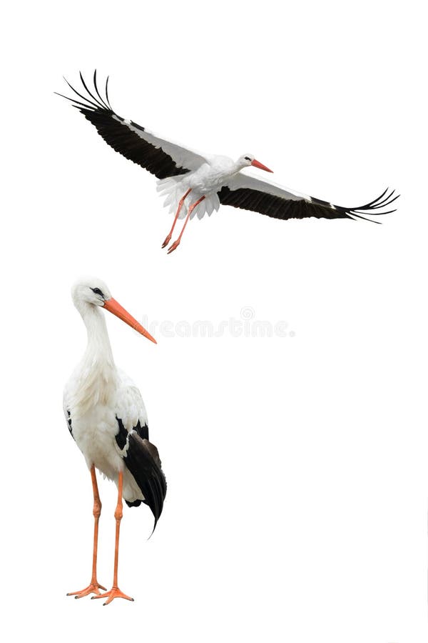 White storks isolated on white background