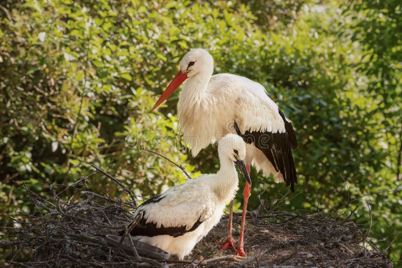 White storks, mother and baby in a large stick nest