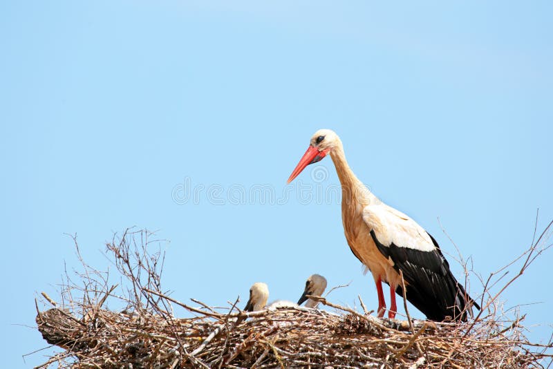 White storks with young baby storks on the nest