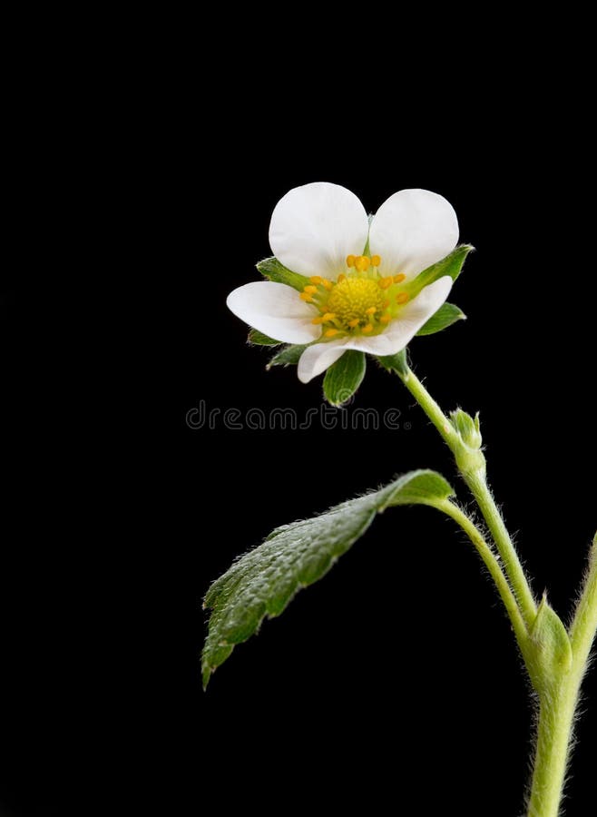 White Strawberry plant flower