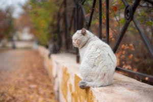 Grey Stray Cat Sitting Near Yellow Wall On Autumn Leaves In Park In Grey Stray Cat Sitting Near Yellow Wall On Autumn Leaves In Park In