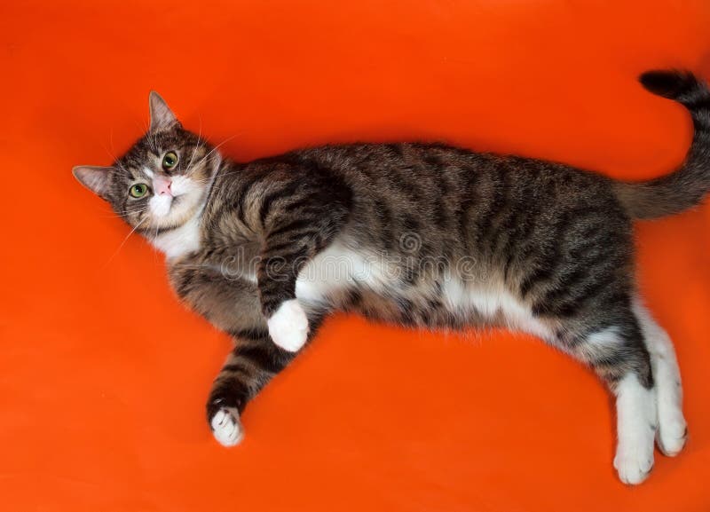 White And Striped Spotted Cat Lies On Orange Stock Image Image of