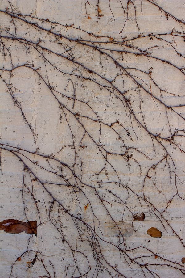 White Stucco Wall Background with Attached Dry Bare Vine Branches Stock