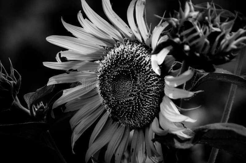105,420 White Sunflower Stock Photos Free & RoyaltyFree Stock Photos