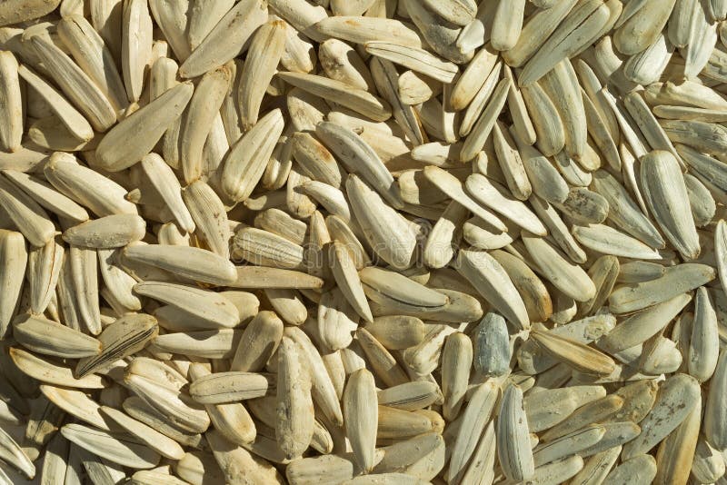 White Sunflower Seeds As Background Stock Photo Image of season