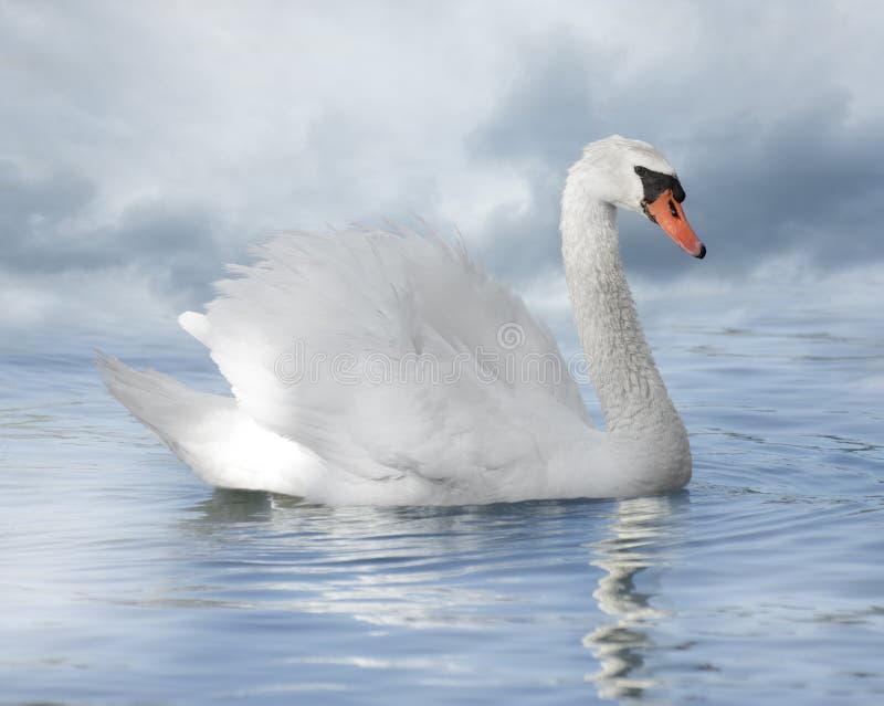 102,215 White Swan Stock Photos - Free & Royalty-Free Stock Photos From Dreamstime