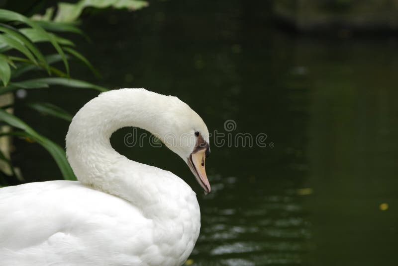 White Swan