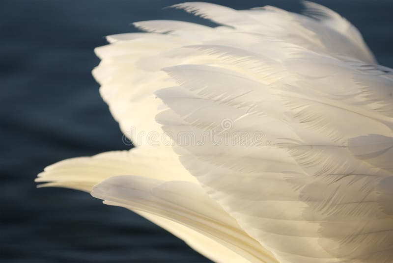 White swan feathers