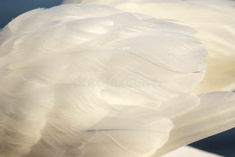 White swan feathers