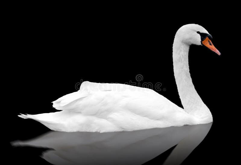 White swan floats in water.