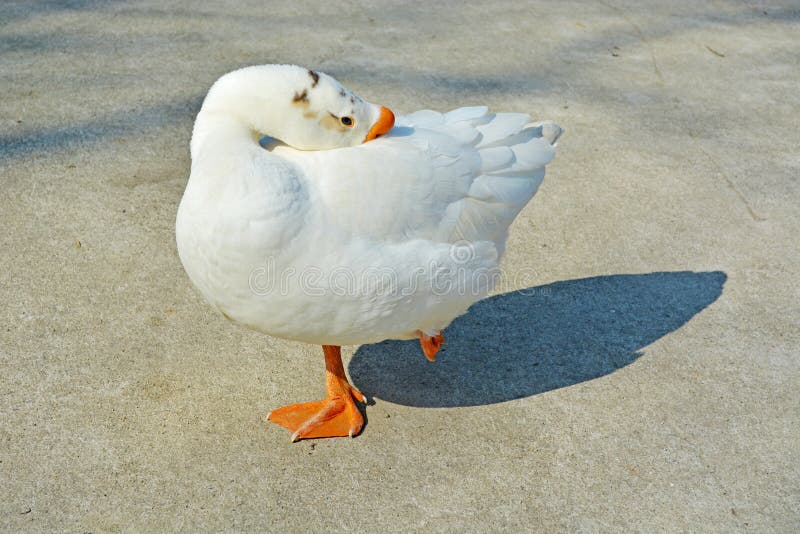 White swan goose