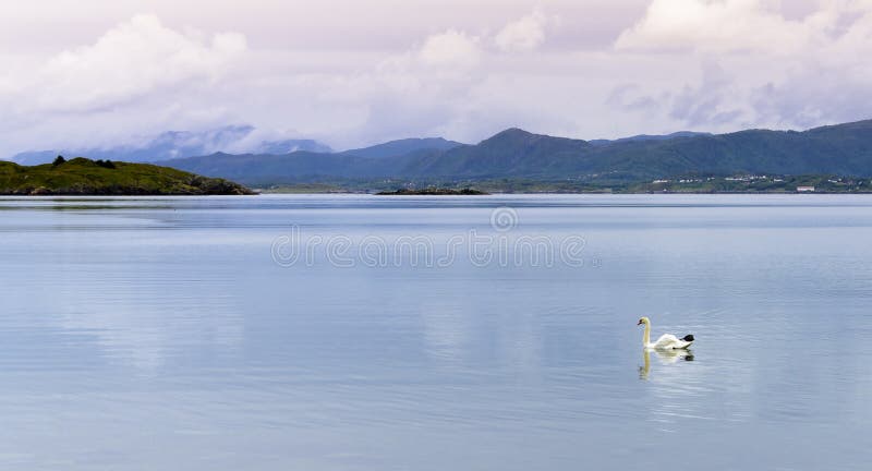 white swan stock photos white swan stock photos