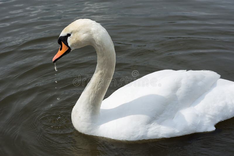 White Swan isolated. White swan on the lake stock photos White Swan isolated. White swan on the lake stock photos