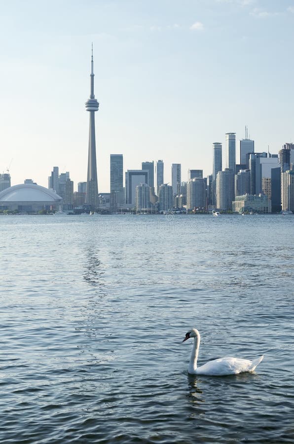 White swan in the lake in front of Toronto downtown view stock photo