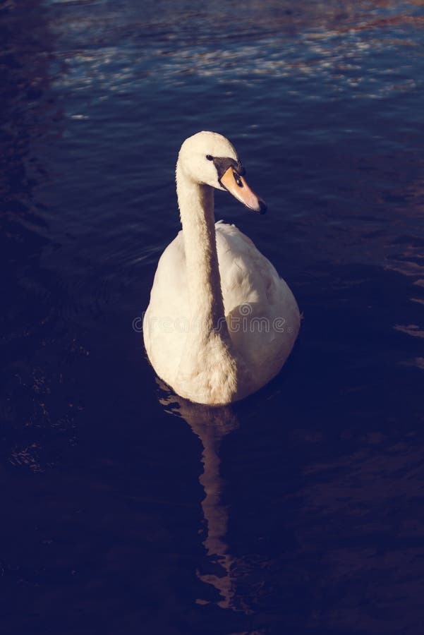 White swan in a lake near the Town Hall. Hamburg City, Germany stock photography White swan in a lake near the Town Hall. Hamburg City, Germany stock photography