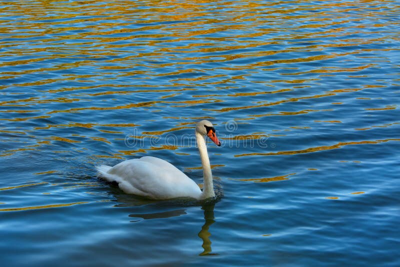 White swan in the lake, reflection of yellow leaves, fall season stock photo White swan in the lake, reflection of yellow leaves, fall season stock photo