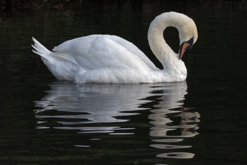 A white swan