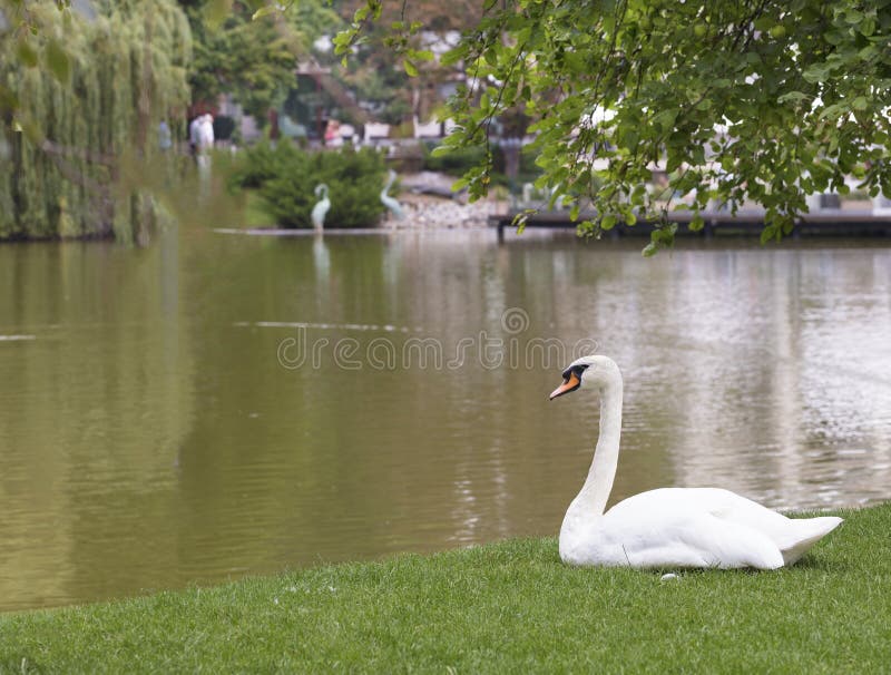 White swan sitting on the green grass near the city pond stock photos White swan sitting on the green grass near the city pond stock photos