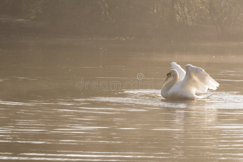 White swan stretching