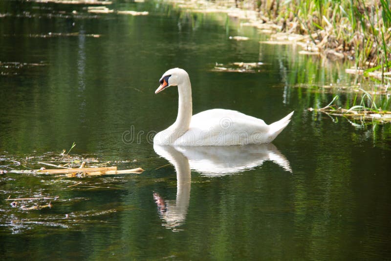 White swan swimming in a canal through the farm fields