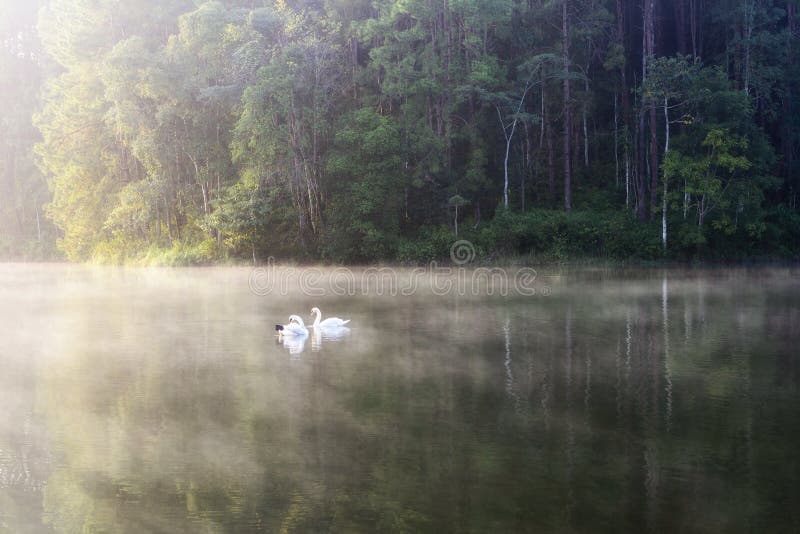 The white swan swimming in the lake royalty free stock photos The white swan swimming in the lake royalty free stock photos