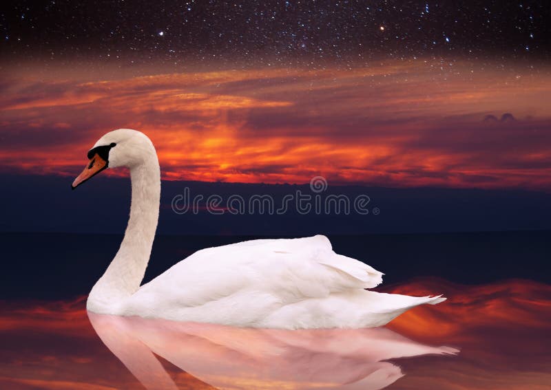 White swan swimming in a pond at sunset.