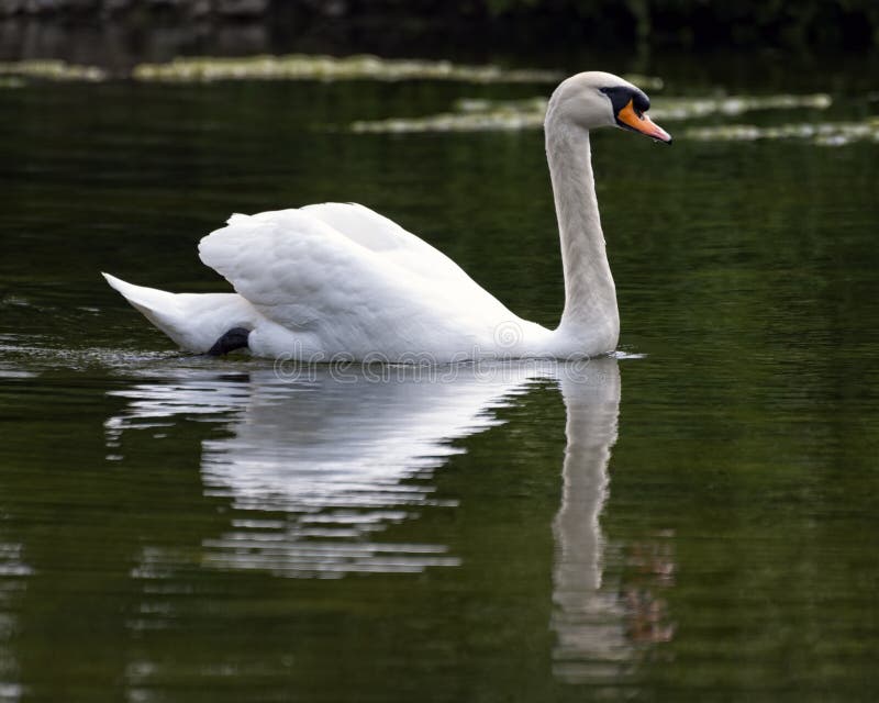 White swan on water