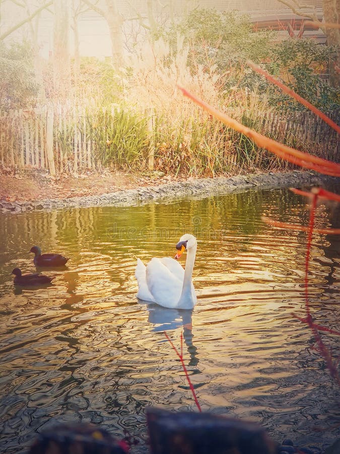 White swan and wild ducks floating on the lake in the park in the warm sunset rays.