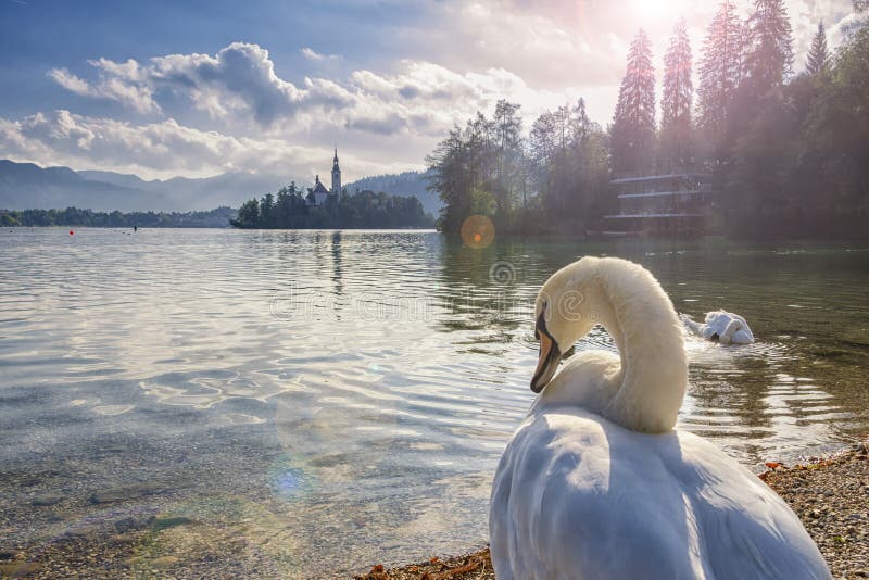 White swans on a Bled lake, Slovenia. stock images White swans on a Bled lake, Slovenia. stock images