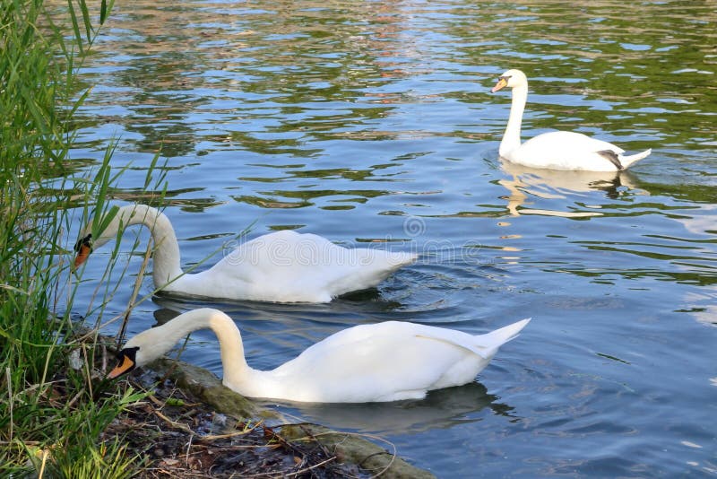 White Swans are on the of the City Pond Stock Photo Image of feed
