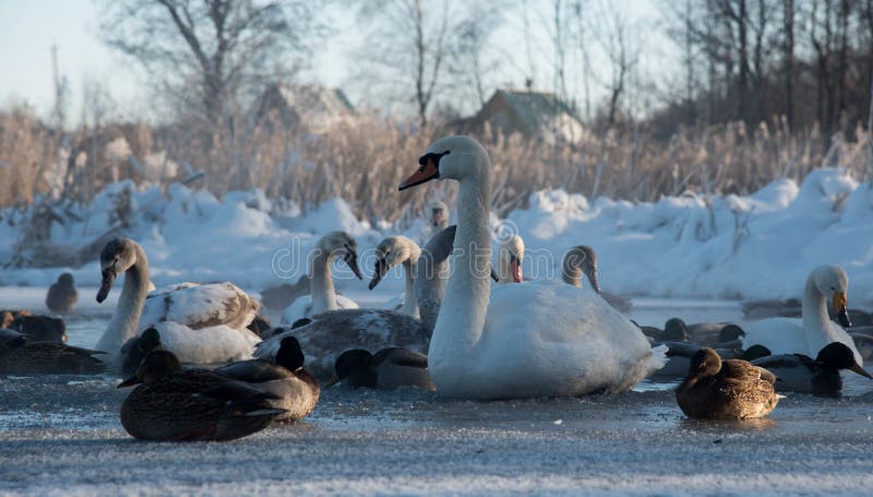 White swans and ducks on frozen lake