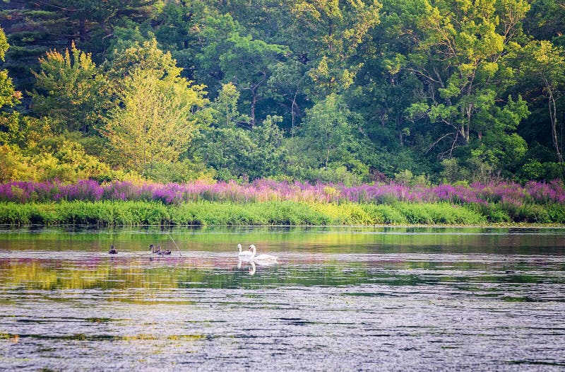 Swans, ducks and purple wild flowers on the Charles River in Summer