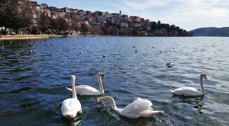 White swans in front of Kastoria town