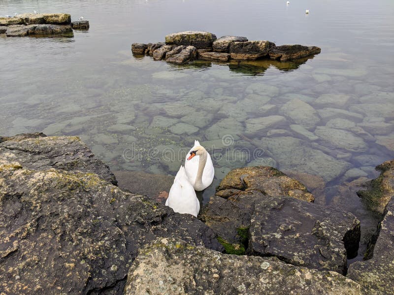White swans in Geneva Leman lake in Switzerland royalty free stock photos White swans in Geneva Leman lake in Switzerland royalty free stock photos
