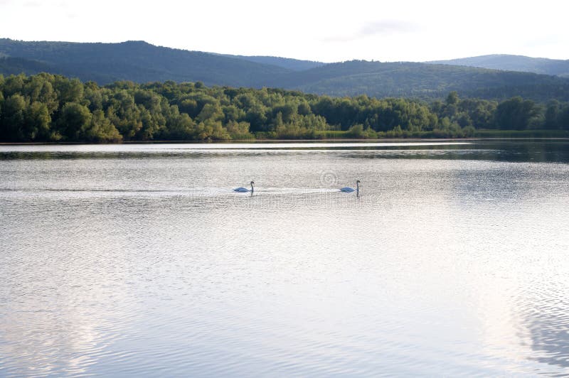 White swans on a lake on a beautiful summer day royalty free stock image White swans on a lake on a beautiful summer day royalty free stock image
