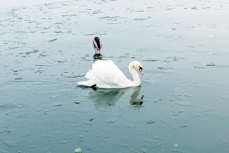 White swans with orange beak on the winter frozen lake, water with ice and beautiful bird stock image White swans with orange beak on the winter frozen lake, water with ice and beautiful bird stock image