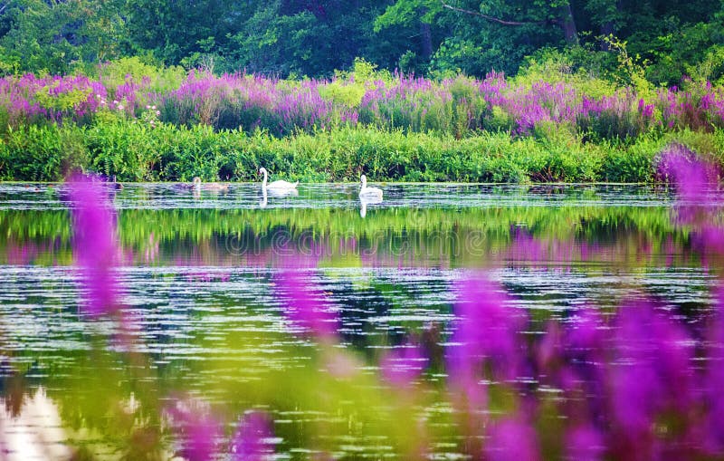 White swans and purple wild flowers on the Charles River in Summer