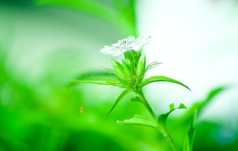 Flower white sweet william with green leaves