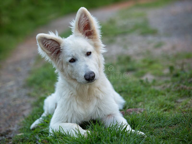 White Swiss Sheepdog stock photo. Image of nature, blanc - 33089896