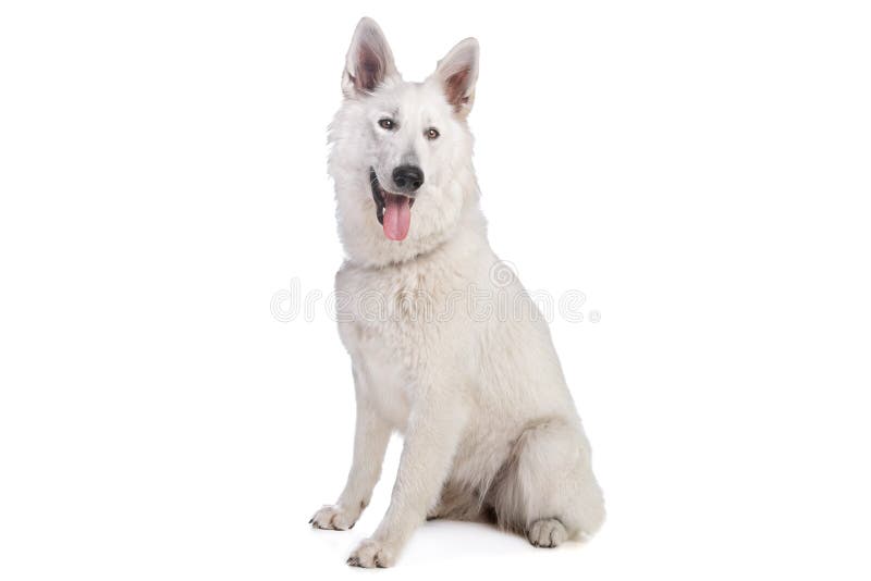Arctic Fox, Vulpes Lagopus Sitting, Panting, Isolated on White Stock ...