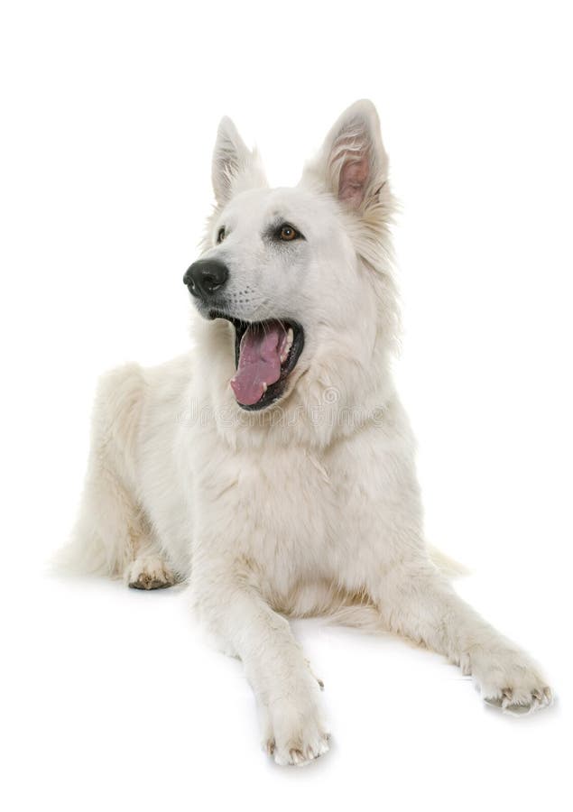 White dog barking stock image. Image of mammal, white - 70221493