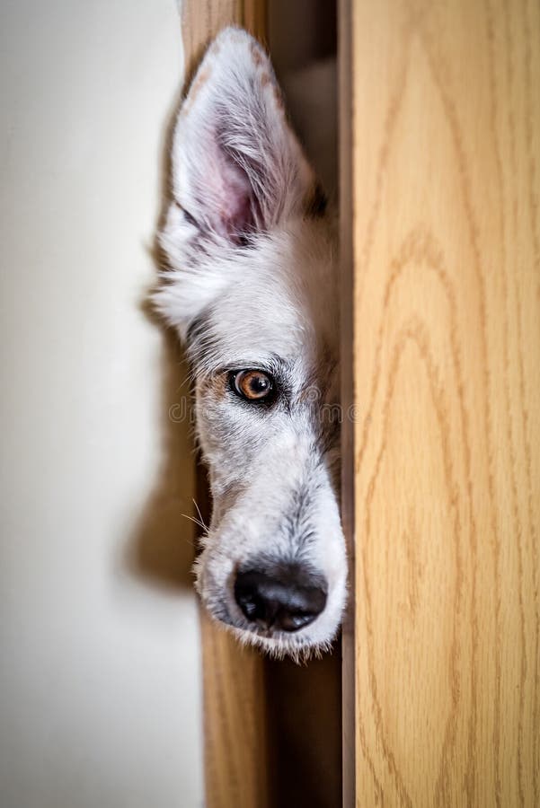 White swiss shepherd dog looking through a barn door