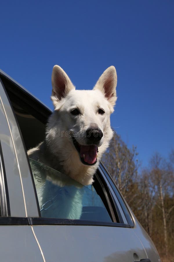 White Swiss Shepherd Dog Looking Out Of Car Window Stock Image - Image ...